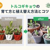 トルコギキョウの栽培マニュアル｜育て方と植え替え方法を写真付きで紹介