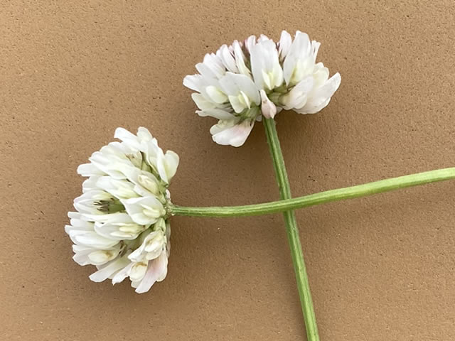 シロツメクサの花冠の作り方の解説写真