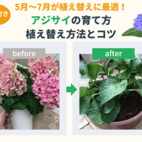 鉢植え紫陽花(アジサイ)の植え替えと土について｜育て方も解説