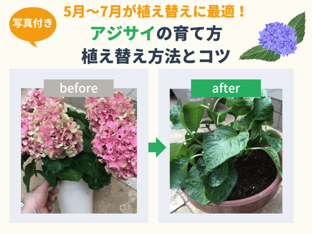 鉢植え紫陽花(アジサイ)の育て方と植え替え方法とコツを【写真付きで解説】