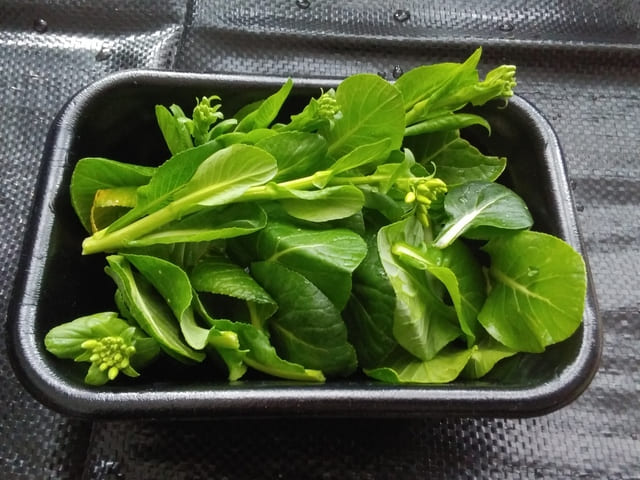 再生野菜（リボベジ）小松菜4ポット分の収穫量