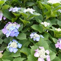 日本庭園や茶花を彩るヤマアジサイ（山紫陽花）の品種と育て方のコツ