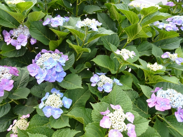 日本庭園や茶花を彩るヤマアジサイ（山紫陽花）の品種と育て方のコツ