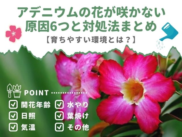 アデニウムの花が咲かない原因6つと対処法まとめ【育ちやすい環境とは？】