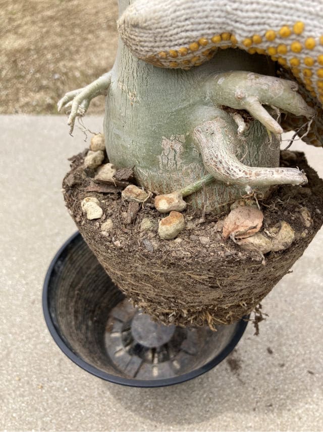 [アデニウム・アラビカムの植え替え手順]1.鉢から出して根の状態を見る