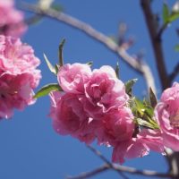 ひな祭りに飾る桃の花の由来や種類、育て方