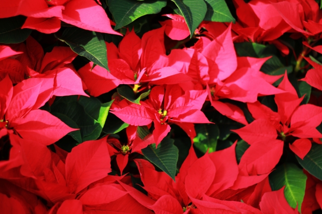 クリスマスの花「ポインセチア」の育て方・お手入れ方法【赤くする”短日処理”とは？】