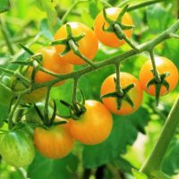 ベランダ菜園の定番ミニトマトの育て方！甘～くするコツも！