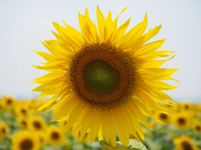 夏に咲く太陽の花！向日葵（ヒマワリ）の育て方【栽培方法、花言葉、名所紹介】