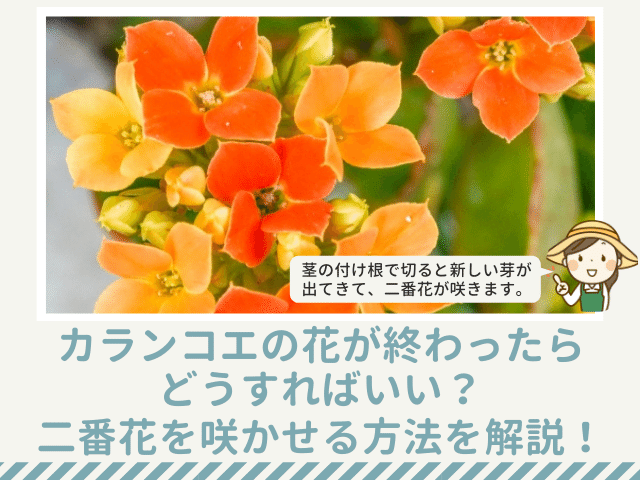 カランコエの花が終わったらどうすればいい？二番花を咲かせる方法を解説！