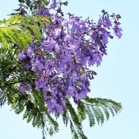 紫の雲のように咲き誇る花が美しいジャカランダ【特徴や育て方】