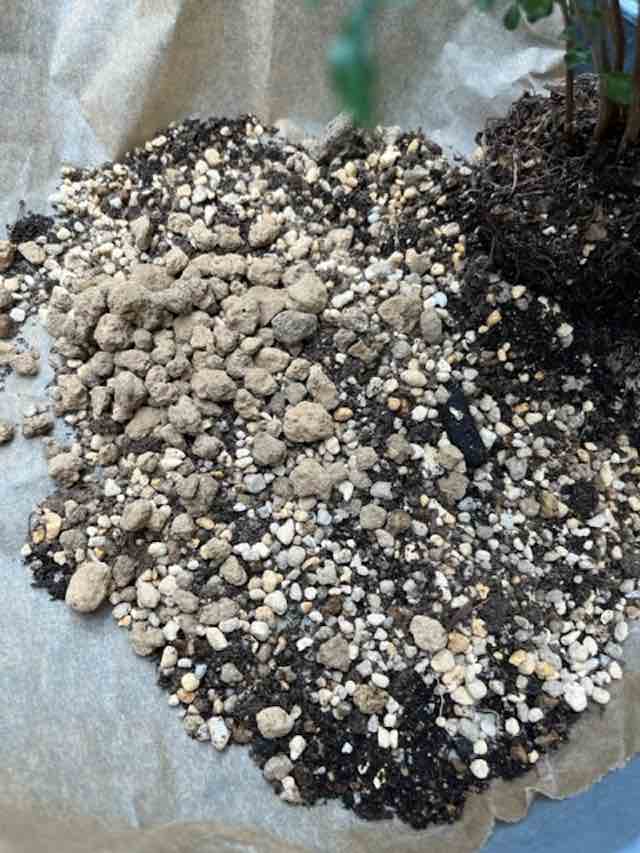 シマトネリコの植え替え土を混ぜる