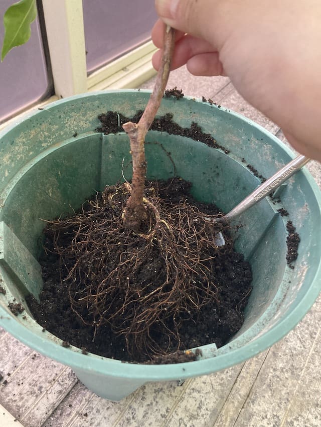 沈丁花の植え替え手順③根を傷つけないように慎重に掘り起こし、植え替え先の鉢に移す