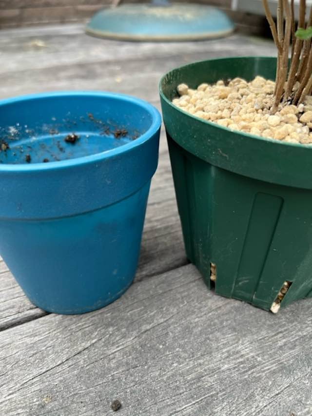シマトネリコの植え替えシマネトリコと土を新しい鉢に入れる