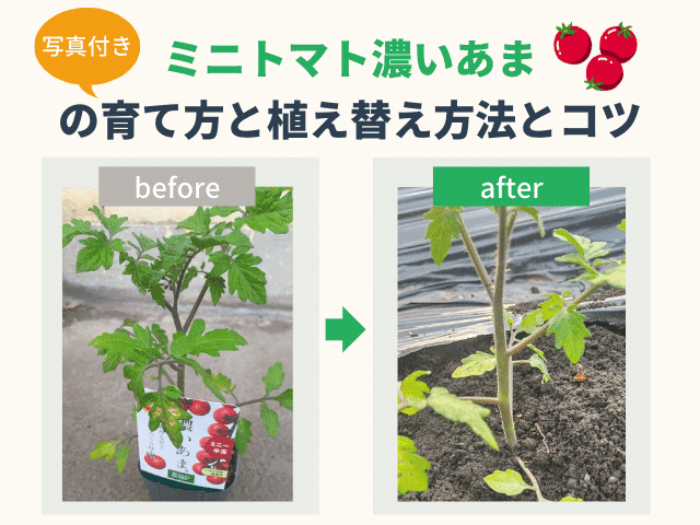 ミニトマト濃いあまの育て方と植え付け方法とコツを【写真付きで解説】