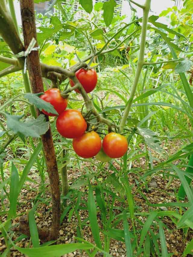 ミニトマトの成長記録_収穫