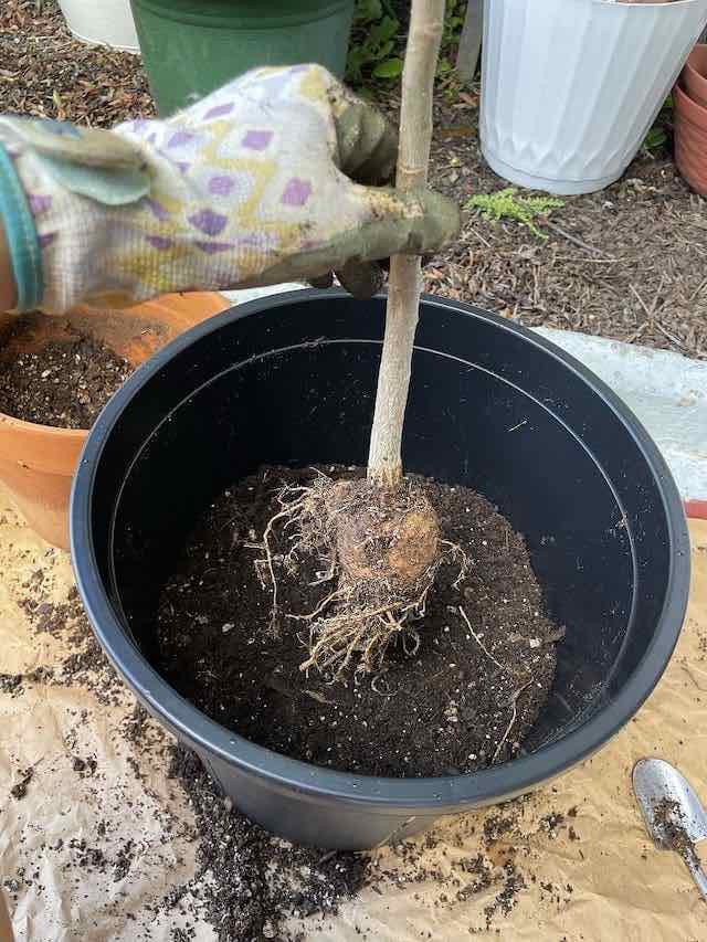 モリンガの木を植える