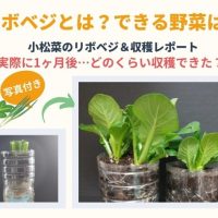 「再生野菜」リポベジとは？できる野菜は？写真付で小松菜の成長記録＆収穫をレポート