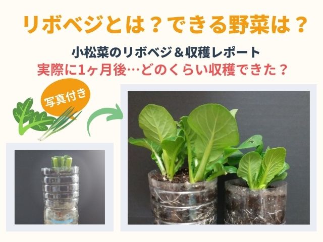 「再生野菜」リポベジとは？できる野菜は？写真付で小松菜の成長記録＆収穫をレポート