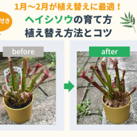 食虫植物サラセニア(ヘイシソウ)の育て方と植え替え方法とコツを【写真付きで解説】