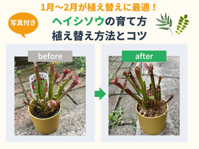 食虫植物サラセニア(ヘイシソウ)の育て方と植え替え方法とコツを【写真付きで解説】