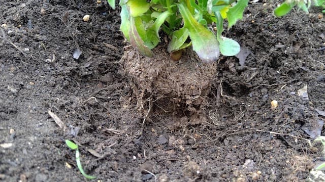 掘った穴に植え付けをし、残りの用土を入れる