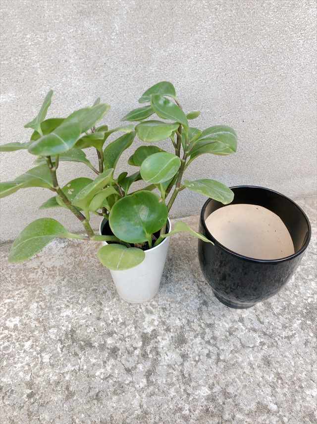ペペロミアの植え替え用の鉢