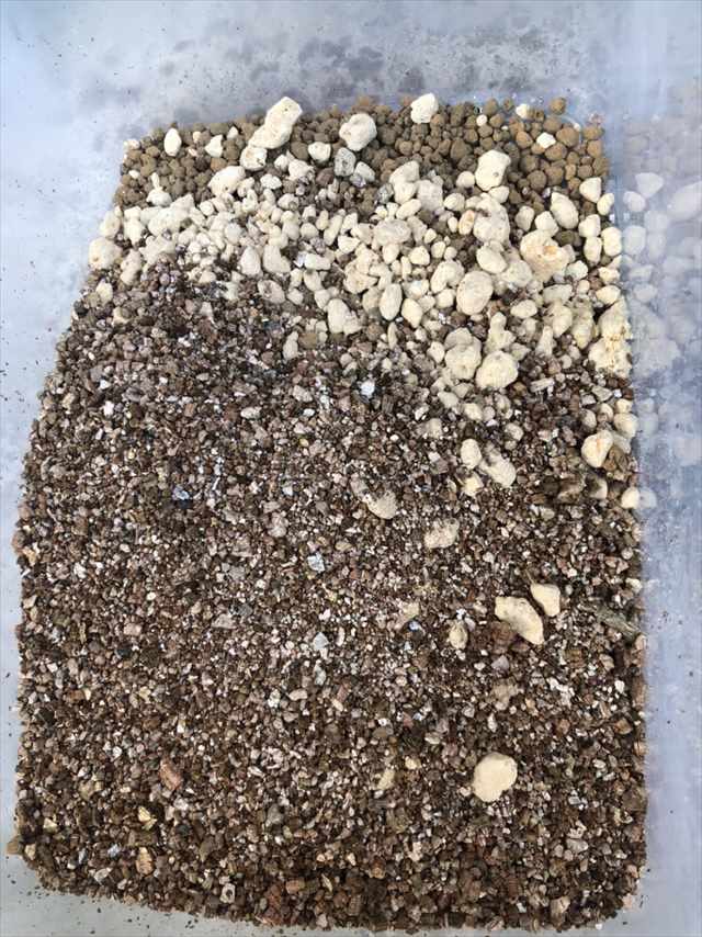 新しい土赤玉土(小)50％、鹿沼土25％、バーミキュライト25％で配合
